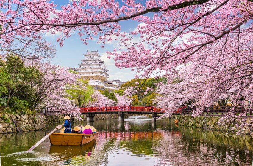  The Top Locations To Find Out Cherry Blossoms In Japan