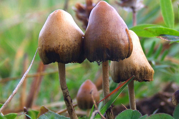 Magic Mushroom
