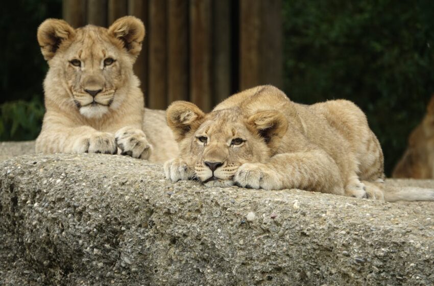  Wildlife Photography: Tips for Photographing Animals in Their Natural Habitat